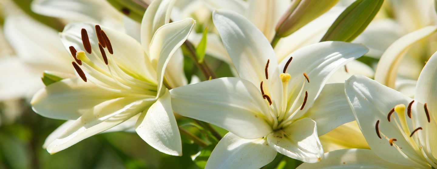 are-lilies-poisonous-to-dogs